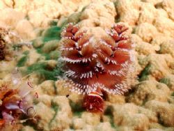 Christmas Tree Worms everywhere! This photo was taken las... by Steven Anderson 